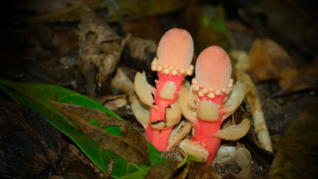 This “mushroom” is not a fungus, it’s a bizarre plant that breaks all the rules | ScienceDaily