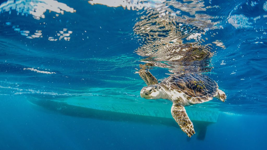 Endangered sea turtles hear ship noise loud and clear | ScienceDaily