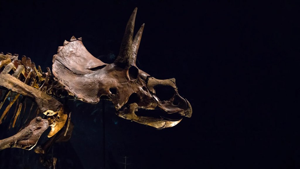 Triceratops had a giant nose that may have cooled its massive head | ScienceDaily