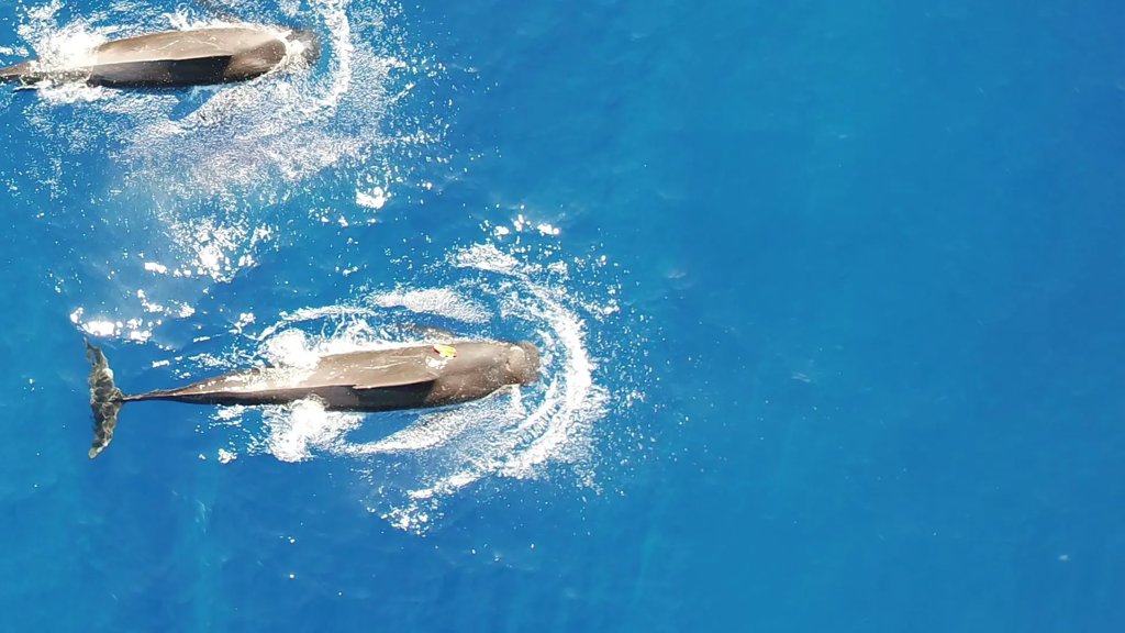 New research uncovers the massive squid diet of Hawaiian pilot whales | ScienceDaily