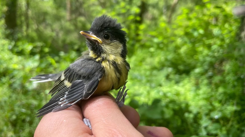 Extreme weather is hitting baby birds hard in a 60-year study | ScienceDaily