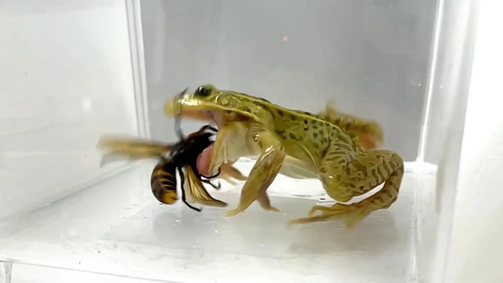 Hornet-eating frog shows remarkable venom resistance | ScienceDaily