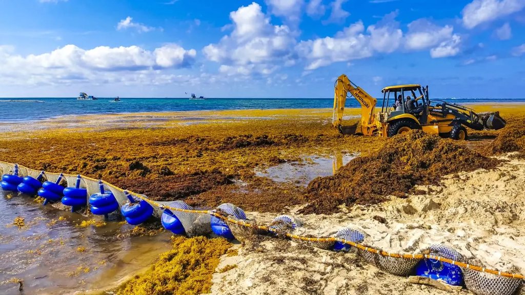 Scientists finally discover what’s fueling massive sargassum blooms | ScienceDaily